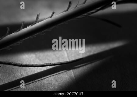Peacock Feather In Corner, Black & White Stock Photo