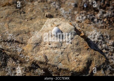 Small White Shell on Rock on Shoreline of Lake Stock Photo