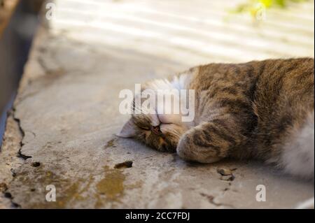 Lovely gray  catlying down and relaxing  in the sun on the old background. Horizontal orientation. Stock Photo