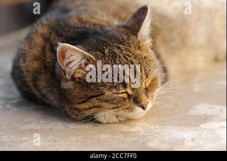 Gray tabby cat sleeping on the old balcony in the fresh air. Portrait of sleeping cat. Stock Photo