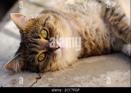 Portrait of the gray cat  lying  and resting on the sun on the fresh air. Selective focus.Horizontal orientation. Stock Photo