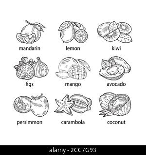 Hand-drawn vector illustration of a set of fruits. Stock Photo