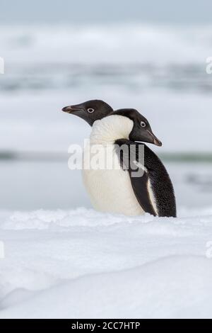 Two Adelie penguins (Pygoscelis adeliae) standing next to each other on an iceberg in Antarctica. Stock Photo