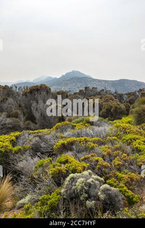 View across granite rock formations at Trousers Point, Flinders Island, Furneaux Group, Tasmania Stock Photo