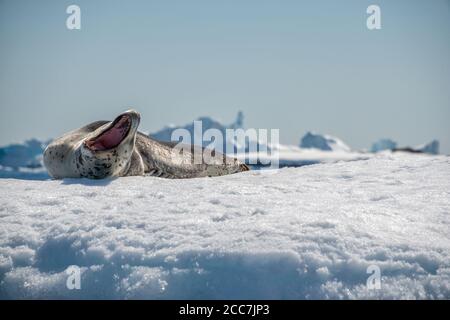 An adult leopard seal (Hydrurga leptonyx) yawns while lying on an iceberg in Antarctica. Stock Photo