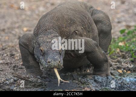 A large Komodo dragon (Varanus komodoensis) walks towards the camera while flicking its forked tongue in Komodo national park, Indonesia. Stock Photo