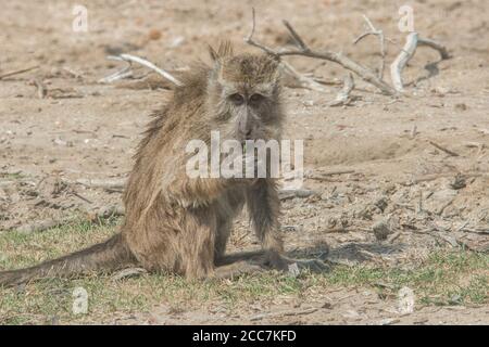 A crab eating macaque (Macaca fascicularis) has found something to eat and nibbles on it while keeping an eye on the photographer. Stock Photo