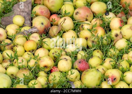 A pile of wild apples on green grass. The apples are greenish yellow, starting to turn red. Stock Photo