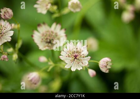 Astrantia major, the great masterwort, is a species of flowering plant in the family Apiaceae, native to central and eastern Europe. Stock Photo