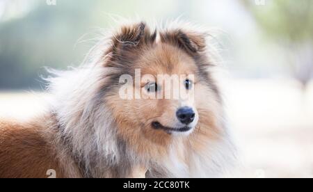 Miniature Sheltie Stock Photo