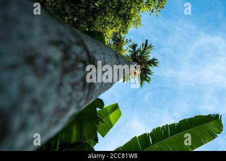 The Areca catechu is a species of palm which grows in much of the tropical Pacific, Asia, with blue sky background Stock Photo