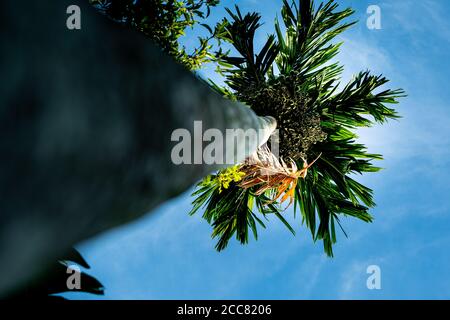 The Areca catechu is a species of palm which grows in much of the tropical Pacific, Asia, with blue sky background Stock Photo
