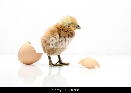 brown egg and chicken isolated on a white background,Small chicks and egg shells. Stock Photo