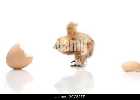 brown egg and chicken isolated on a white background,Small chicks and egg shells. Stock Photo