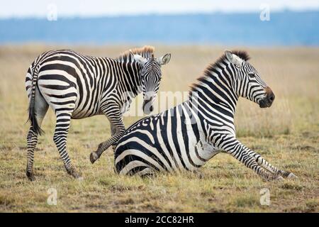 Two zebras in grassy plains of Amboseli looking alert in Amboseli National Reserve in Kenya