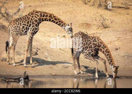 Two thirsty giraffe males at the edge of water with one drinking in dry winter in Kruger Park South Africa Stock Photo