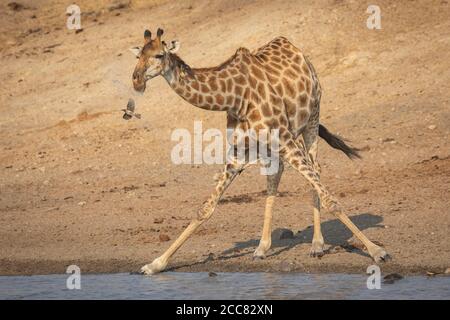 Landscape full body head on of drinking giraffe standing at the edge of water with ox peckers on its leg in Kruger Park South Africa Stock Photo