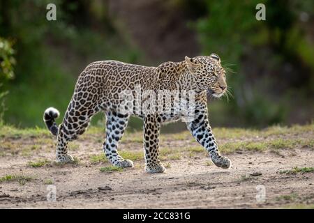 Landscape side view full body portrait of walking leopard in Masai Mara Kenya Stock Photo