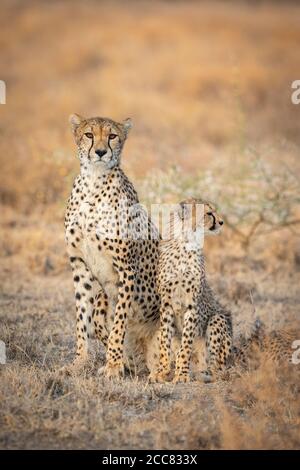 Adult female cheetah and her juvenile cub in a vertical full body portrait with orange smooth background in Ndutu Ngorongoro Tanzania Stock Photo