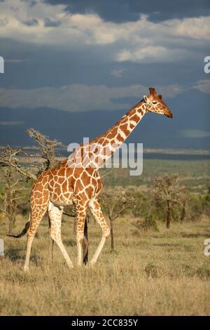 Adult male reticulated giraffe walking in grassy plains of Ol Pajeta with dark blue sky in background in Kenya