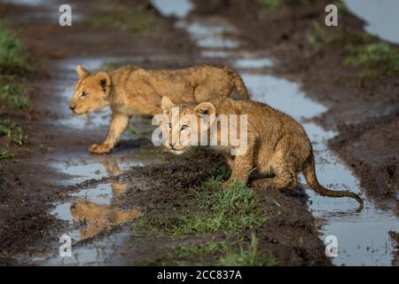 Pair of baby lions walking over muddy car tracks in Serengeti National Park Tanzania Stock Photo