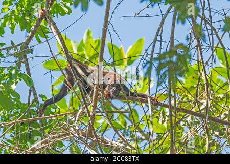 Howler Monkey Brachiating in the Trees in the Amazon Rainforest near Alta Floresta, Brazil