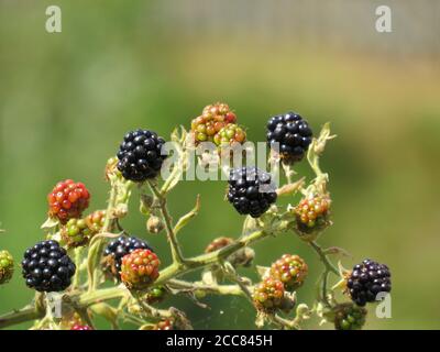 Close up of wild blackberries growing on a bush with soft focus background Stock Photo