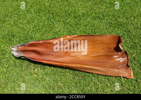 Fallen palm frond. Base of palm tree lying on the grass on a sunny day in Lima, Perú. March 2020 during lockdown. Stock Photo