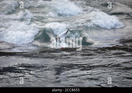single mediterranean seagull approaching calm water, with wild water in the background Stock Photo