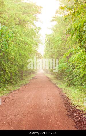 A long straight dirt road leading towards a tropical forest in early morning. Pang Sida National Park, Thailand. Focus on foreground. Stock Photo