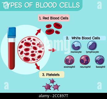 Type of blood cell illustration Stock Vector