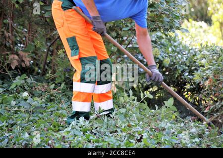 Man cutting hedges with saw Stock Photo