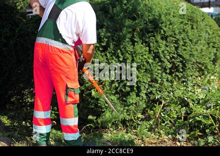 Man cutting hedges with saw Stock Photo