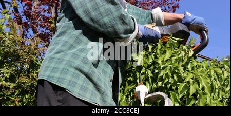 Man cutting hedges with saw Stock Photo