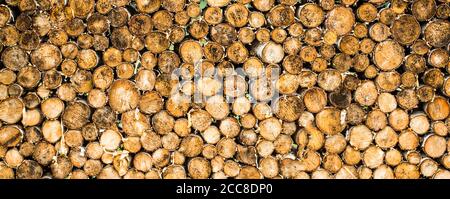 Tree stumps background. Pieces of teak wood stump background. Round teak wood stump. Round teak woods trees circle stumps cutted group Stock Photo