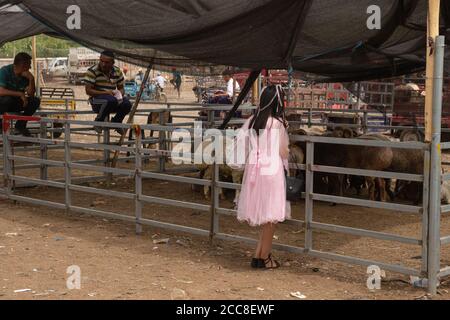 KASHGAR, CHINA: A young Uyghur girl dressed smart looking at some sheep at the sunday market near Kashgar in the Xinjiang Uyghur Autonomous Region Stock Photo