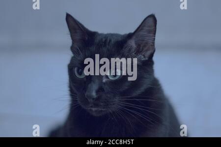 Closeup of a black pet cat looking intently at something Stock Photo