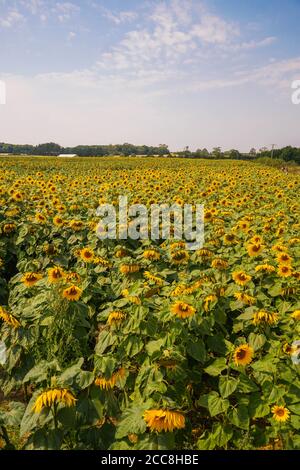 Local sun flower farm visit during the peak of summer. Stock Photo