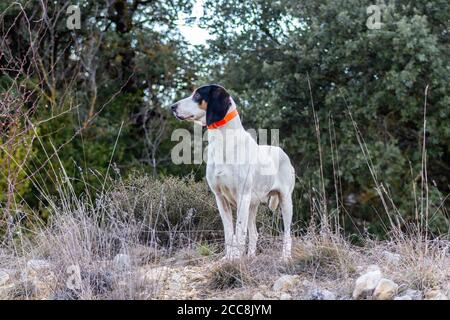 View of a hunting dog in profile on the mountain Stock Photo