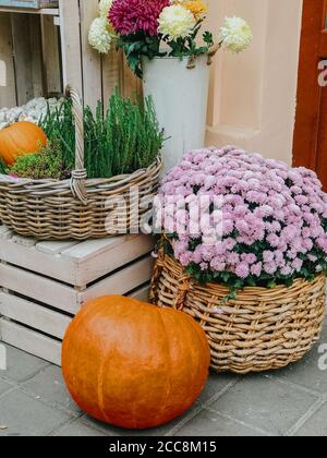 Halloween street decor. Pumpkins and autumn flowers in baskets on wooden boxes, rustic modern decor of city street in fall. Happy Thanksgiving and Hal Stock Photo