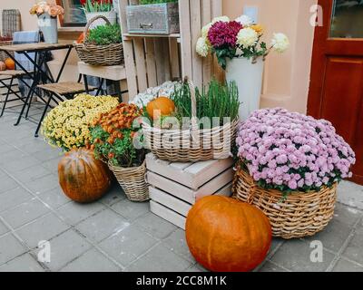 Pumpkins and autumn flowers in baskets on wooden boxes, rustic modern decor of city street in fall. Happy Thanksgiving and Halloween. Halloween street Stock Photo