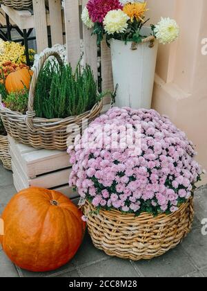 Pumpkins and autumn flowers in baskets on wooden boxes, rustic modern decor of city street in fall. Happy Thanksgiving and Halloween. Halloween street Stock Photo