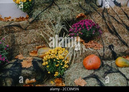 Pumpkins and autumn flowers in cobweb on hay bale, rustic festive decoration of european city street. Halloween street decor. Happy Thanksgiving and H Stock Photo