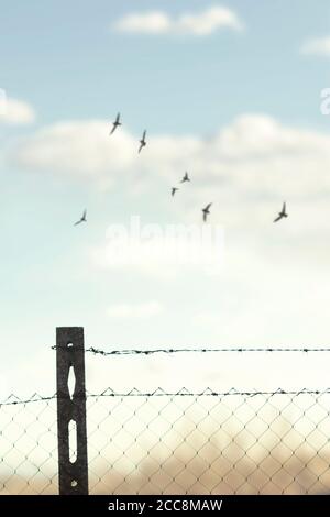 birds flying free in the sky above the barriers of a wire mesh