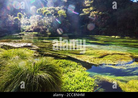 Unusual blue spring in New Zealand. Beautiful natural landscapes Stock Photo