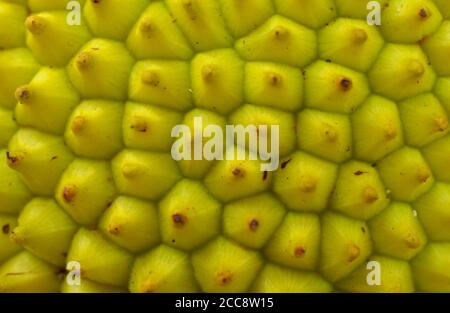 The jackfruit (Artocarpus heterophyllus), also known as jack tree, is a species of tree in the fig, mulberry, and breadfruit family (Moraceae). Stock Photo