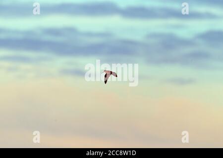 Eurasian Woodcock (Scolopax rusticola) in display flight at dusk in Finland. Stock Photo