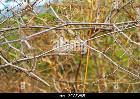 thorny branches forming a mesh in the forest. This forms a natural fence for certain plants as animals cannot go through it. Stock Photo