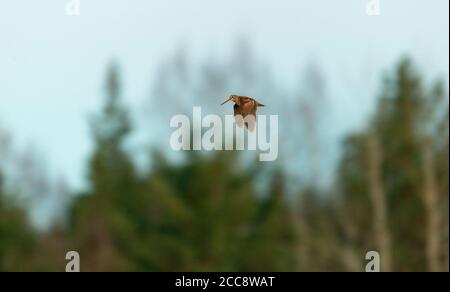 Male Eurasian Woodcock (Scolopax rusticola) displaying at dusk in Finland. In courtship flight known as roding. Stock Photo