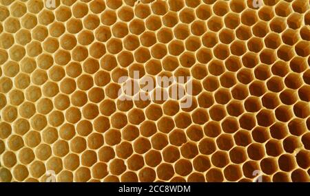 A honeycomb is a mass of hexagonal prismatic wax cells built by honey bees in their nests to contain their larvae and stores of honey and pollen. Stock Photo